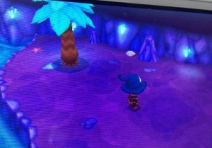 マングローブの大木の場所