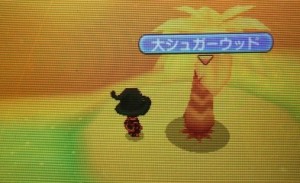 大シュガーウッド